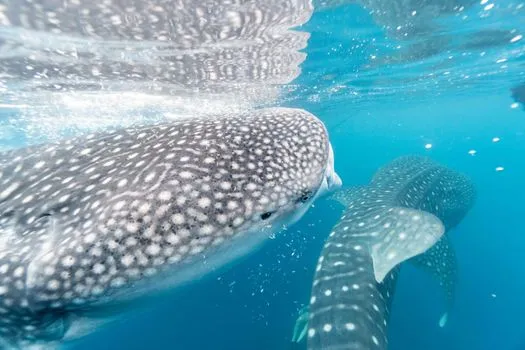 Whale sharks swimming underwater — Wildbook began as a collaborative platform for whale shark research