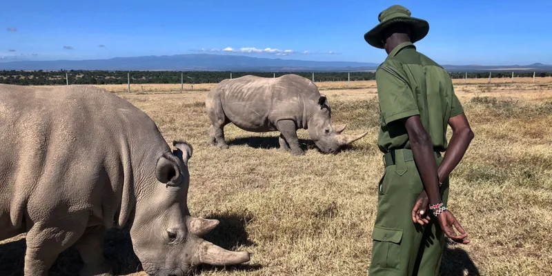 How to Process Wildlife Images: A Practical Guide for Junior Field Rangers