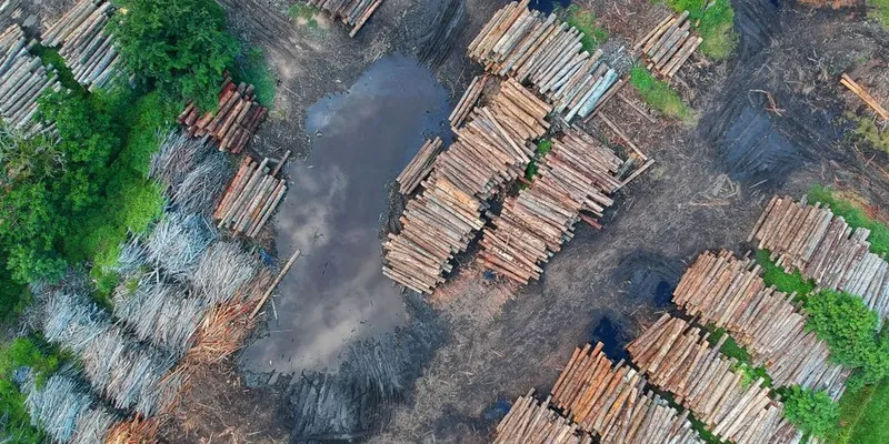 The Amazon Is Approaching a Savanna Tipping Point