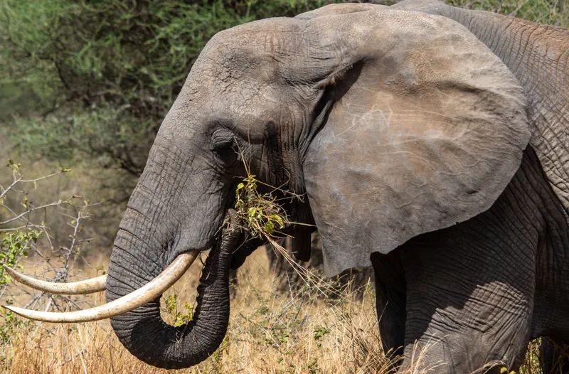 Wildlife on the African savanna — AI is transforming conservation by automating detection, classification, and monitoring at scales impossible with manual methods