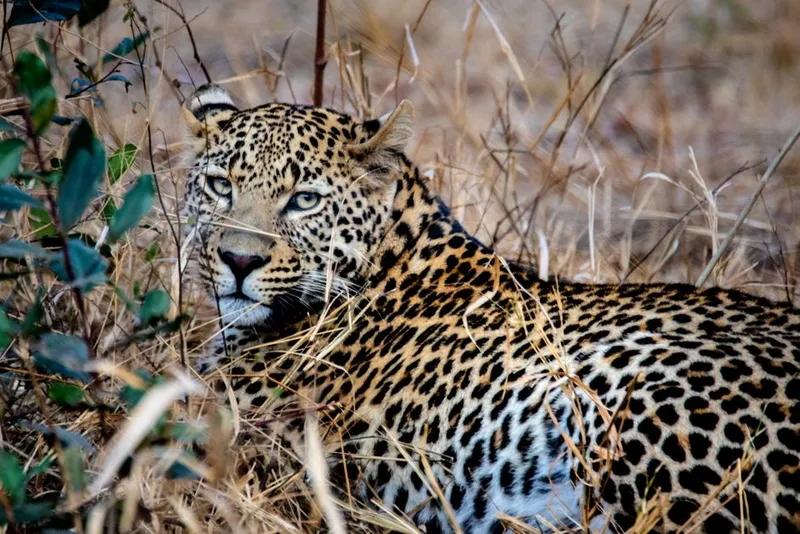 Leopard in the Greater Kruger — an Ingwe citizen scientist sighting