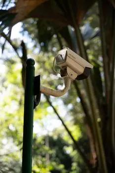 Wildlife in a natural landscape, representing the diversity of camera-trap environments included in SA-FARI