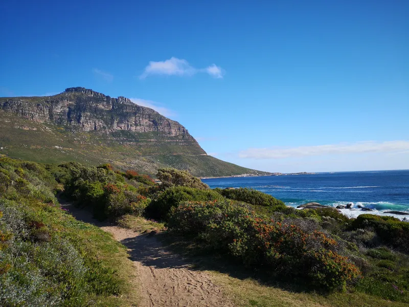 African penguins at Boulders Beach, Cape Town — one of the city's most iconic conservation stories