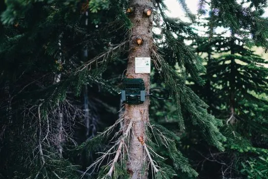 Camera trap deployed on tree in African savanna