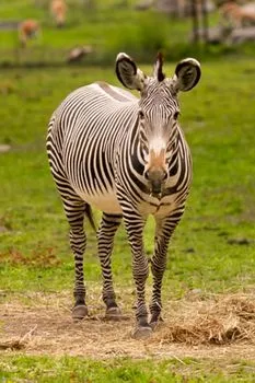 Close-up portrait of a Grevy's zebra in Kenya — the Great Grevy's Rally used Wildbook to estimate the Kenyan population