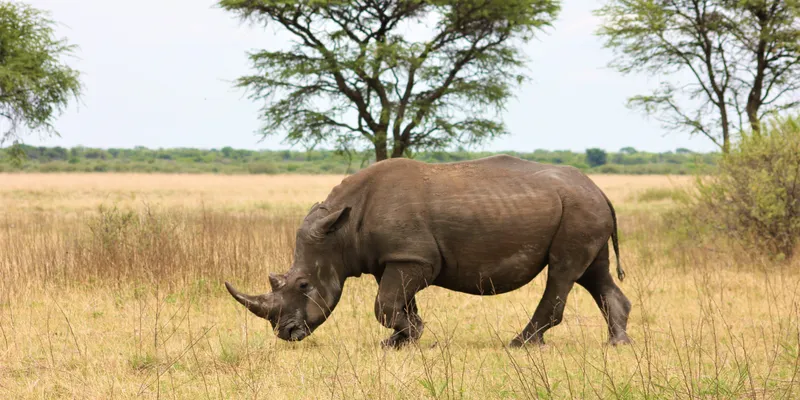 Wildlife Volunteering in South Africa: Comparison Guide for International Students